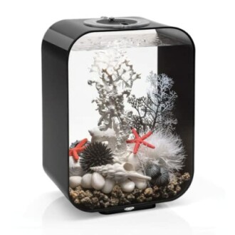 Stylish black aquarium with coral and shells