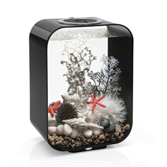 Stylish aquarium with coral and starfish decorations