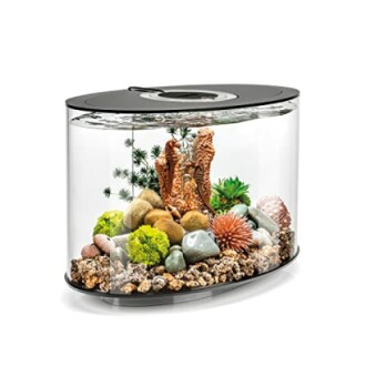 Elliptical aquarium with rocks and plants